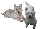 Nicky (left) and Abby, the Westie Kids