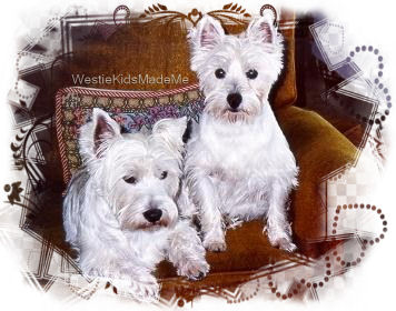 Nicky and Abby, our Westie Kids